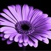lauraritchie793